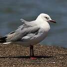Mouette de Hartlaub