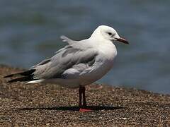 Hartlaub's Gull