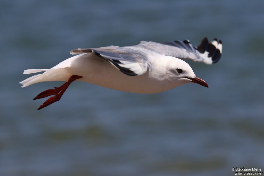 Hartlaub's Gull