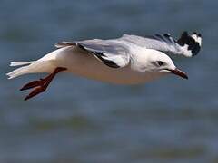 Mouette de Hartlaub