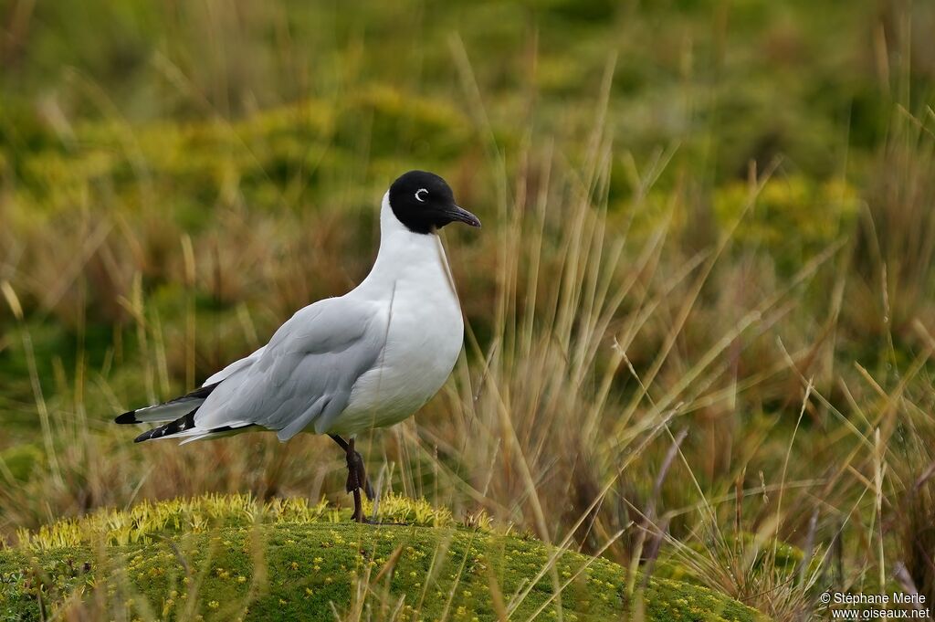 Andean Gulladult breeding