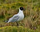 Mouette des Andes