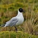 Mouette des Andes