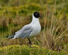 Andean Gull