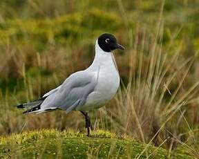 Mouette des Andes