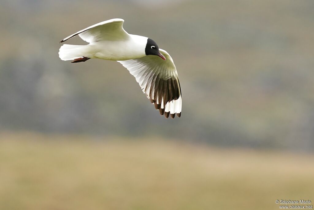 Mouette des Andesadulte nuptial