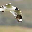 Mouette des Andes