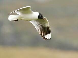 Mouette des Andes