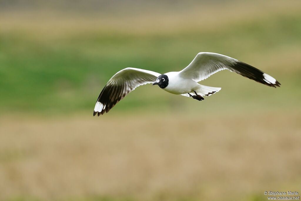 Mouette des Andes