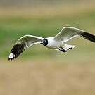 Mouette des Andes