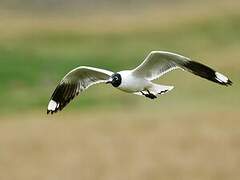 Andean Gull