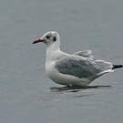 Mouette du Tibet