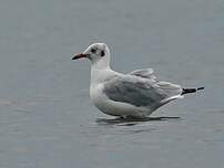 Mouette du Tibet