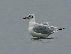 Mouette du Tibet