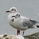 Mouette du Tibet