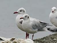 Mouette du Tibet