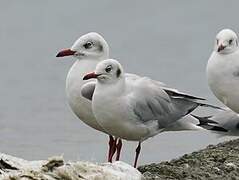 Mouette du Tibet