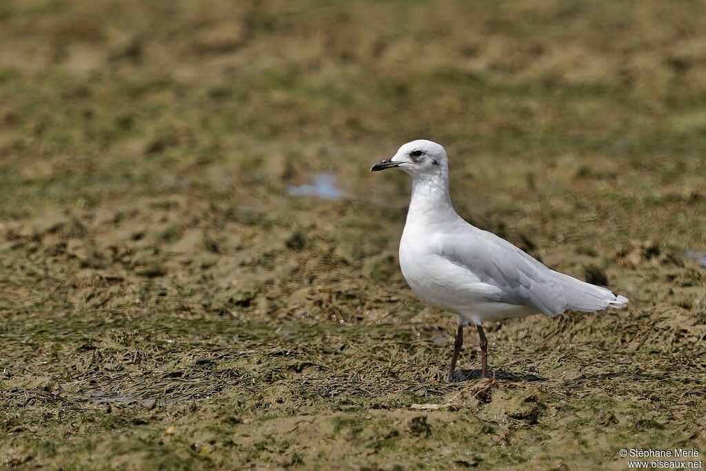 Mouette mélanocéphaleadulte