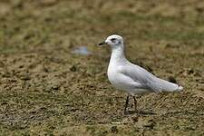 Mouette mélanocéphale