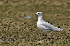 Mediterranean Gull