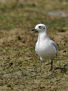 Mediterranean Gull