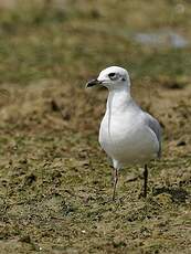 Mouette mélanocéphale