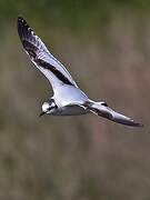 Little Gull