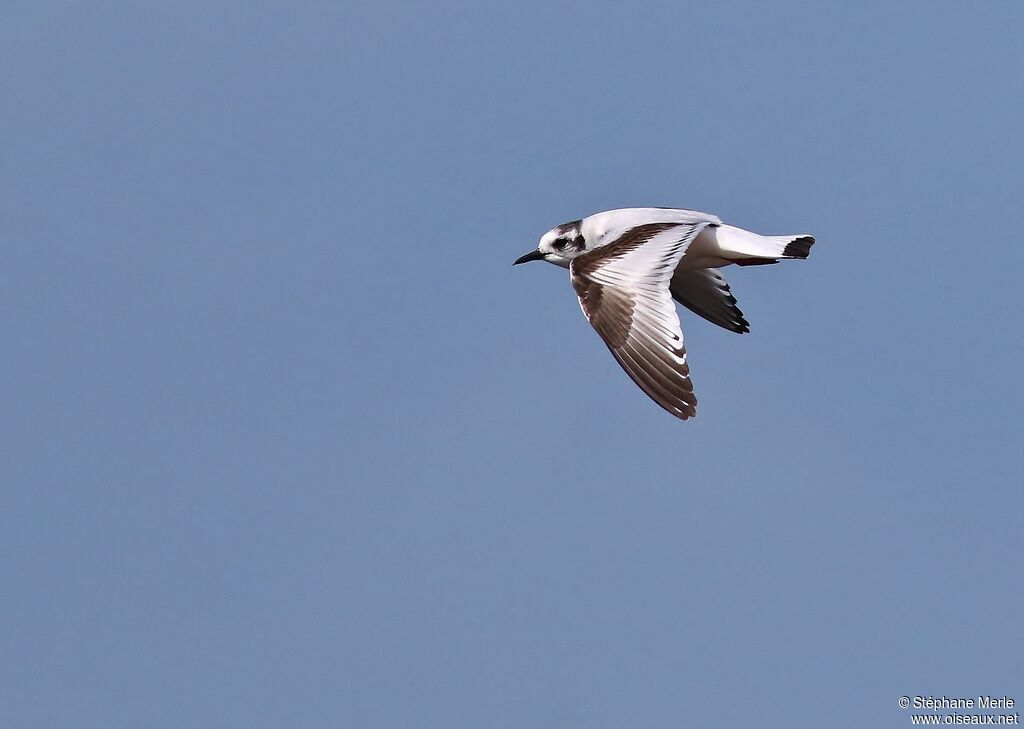 Mouette pygmée