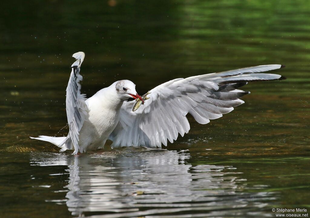 Mouette rieuseadulte internuptial