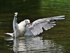 Mouette rieuse