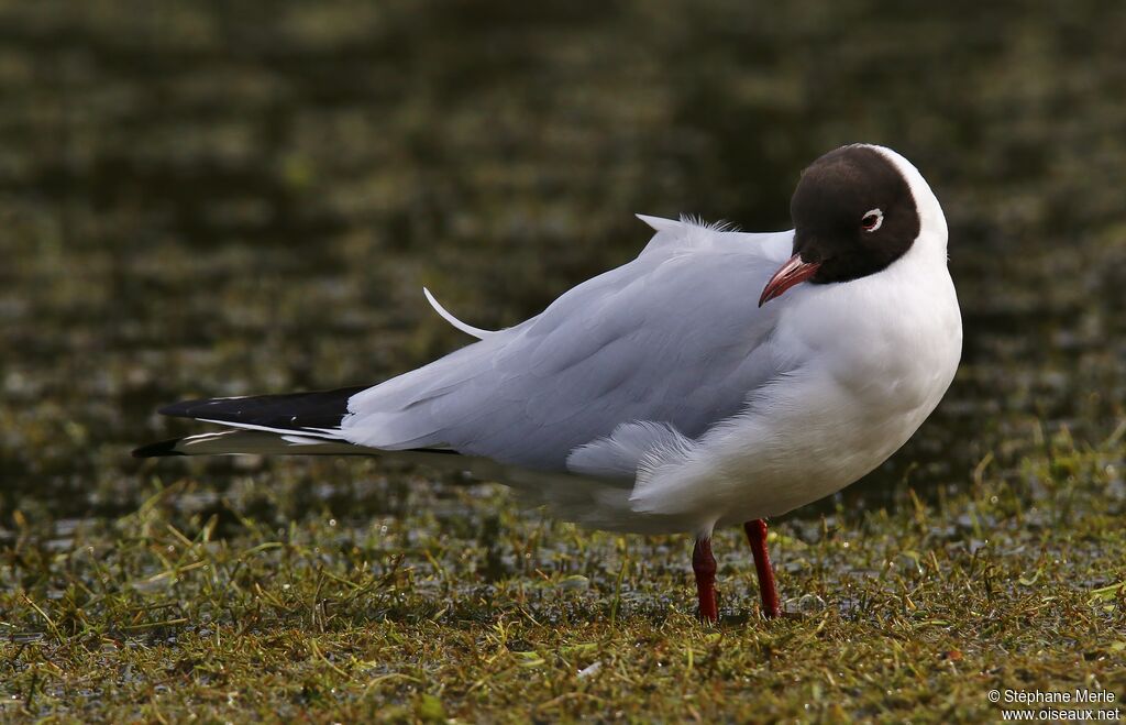 Mouette rieuseadulte nuptial