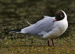 Mouette rieuse