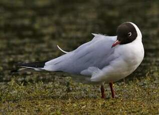 Mouette rieuse