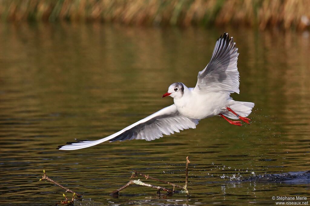 Mouette rieuseadulte transition