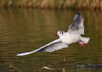 Mouette rieuse