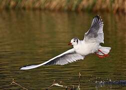 Mouette rieuse