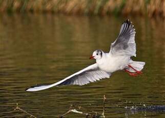 Mouette rieuse