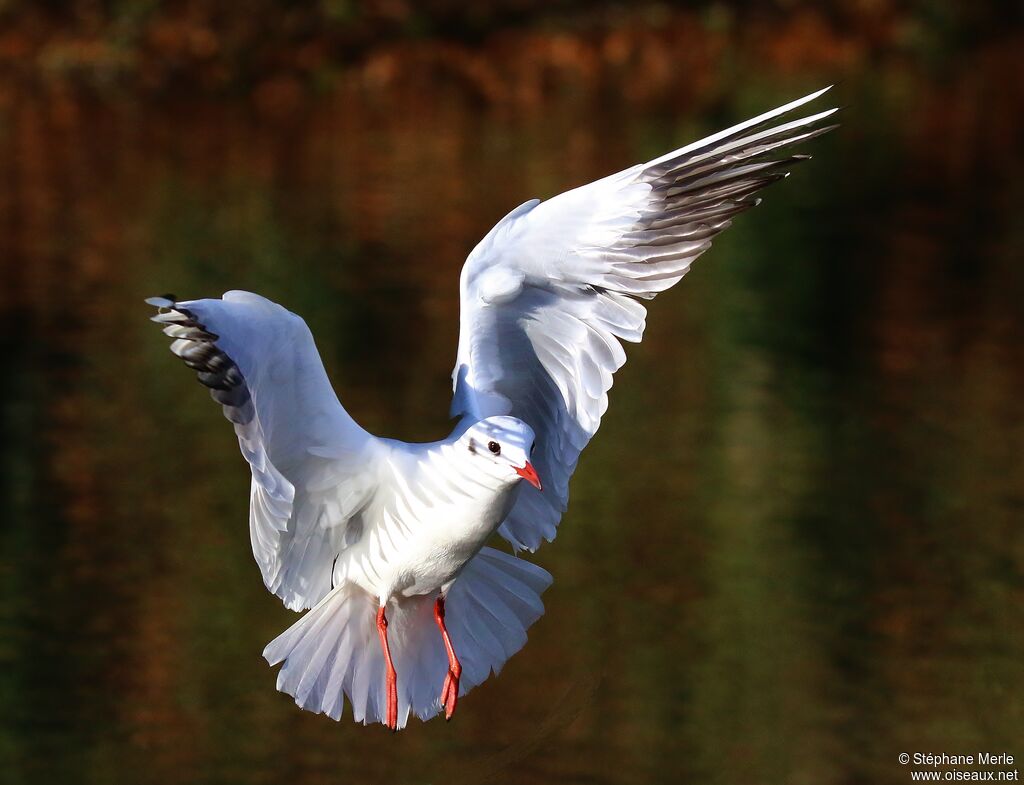 Mouette rieuseadulte