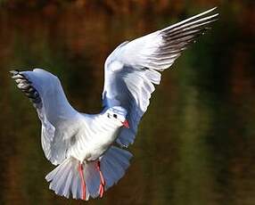 Mouette rieuse