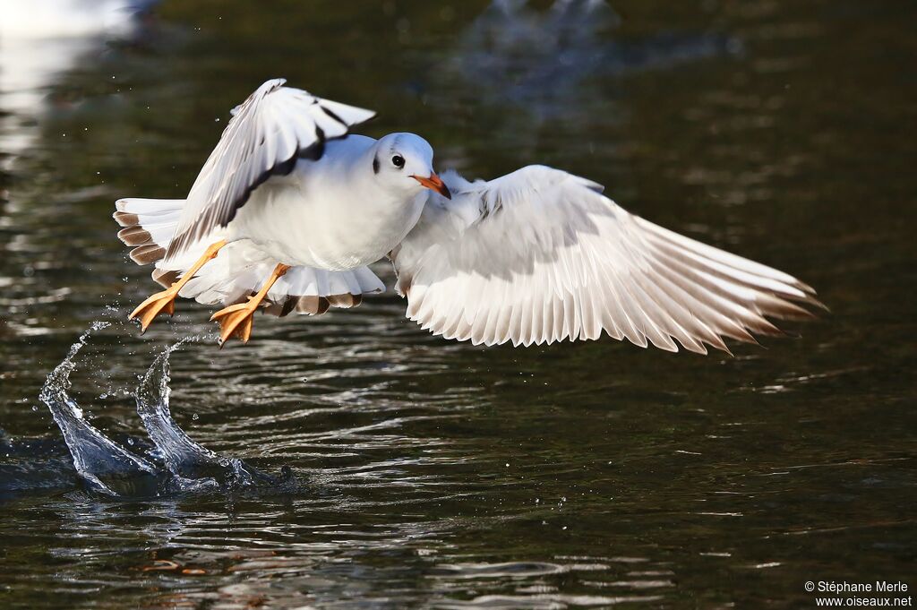 Mouette rieuse