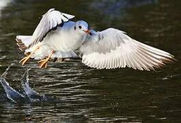 Black-headed Gull