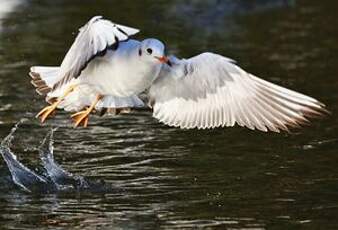 Mouette rieuse