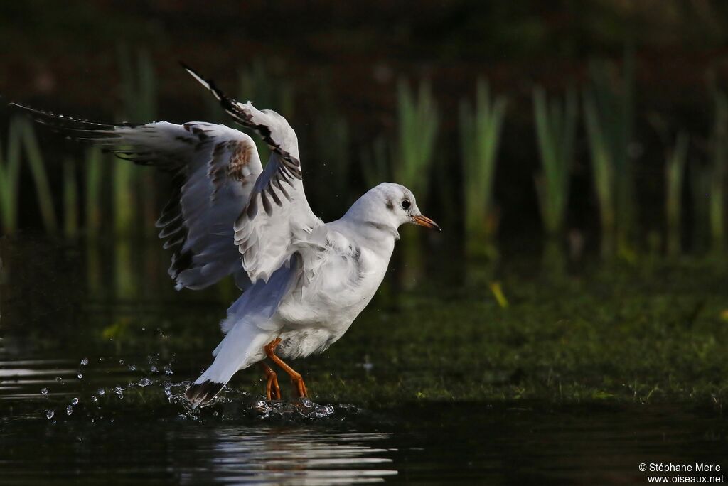 Mouette rieuseadulte