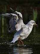 Black-headed Gull