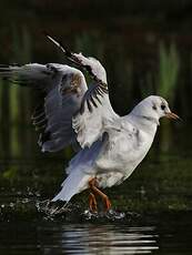 Mouette rieuse