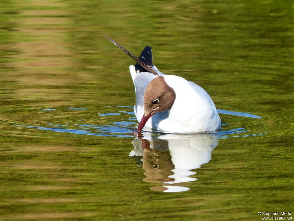 Mouette rieuse