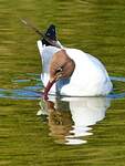 Mouette rieuse