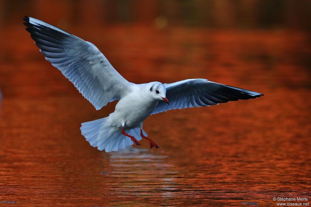 Mouette rieuseadulte internuptial