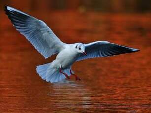 Mouette rieuse