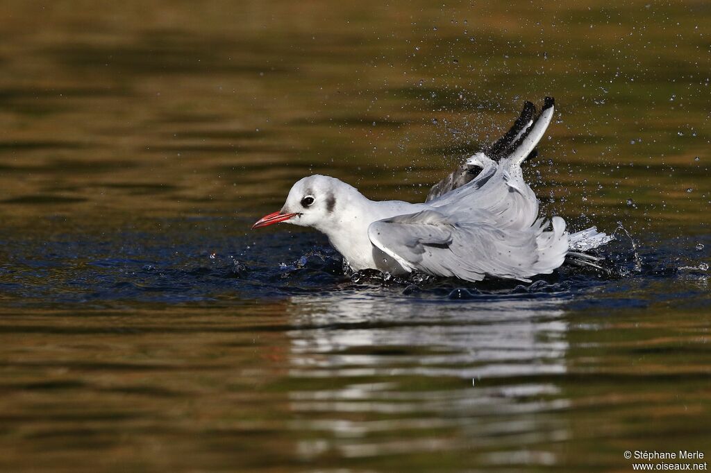 Mouette rieuse